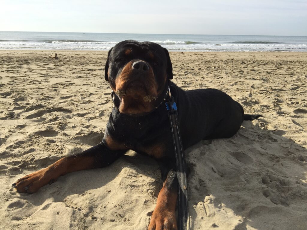 Tito